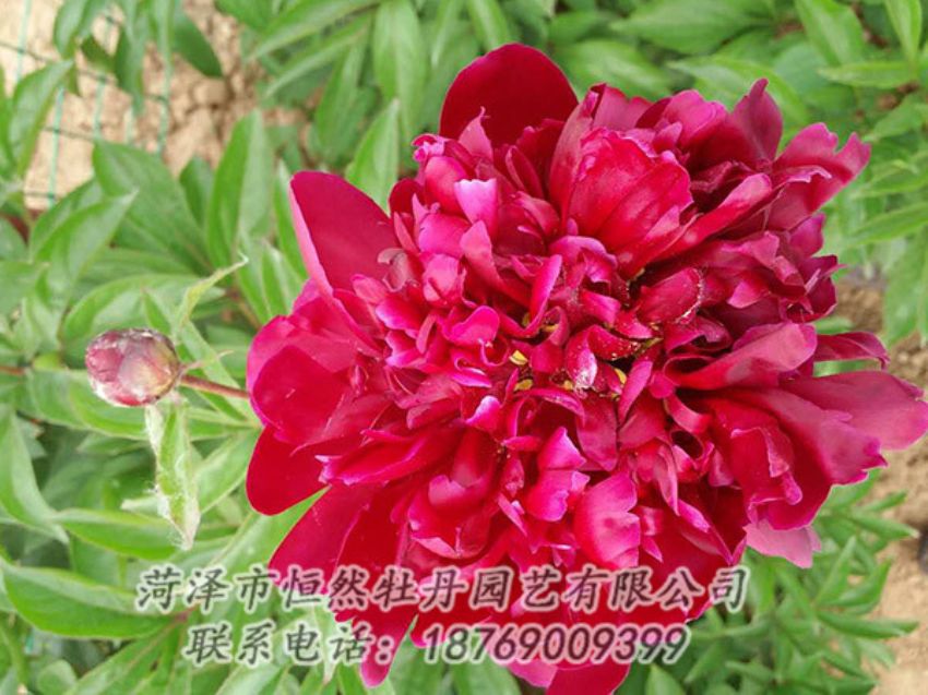 點擊查看詳細信息<br>標(biāo)題：紅色芍藥 閱讀次數(shù)：1219