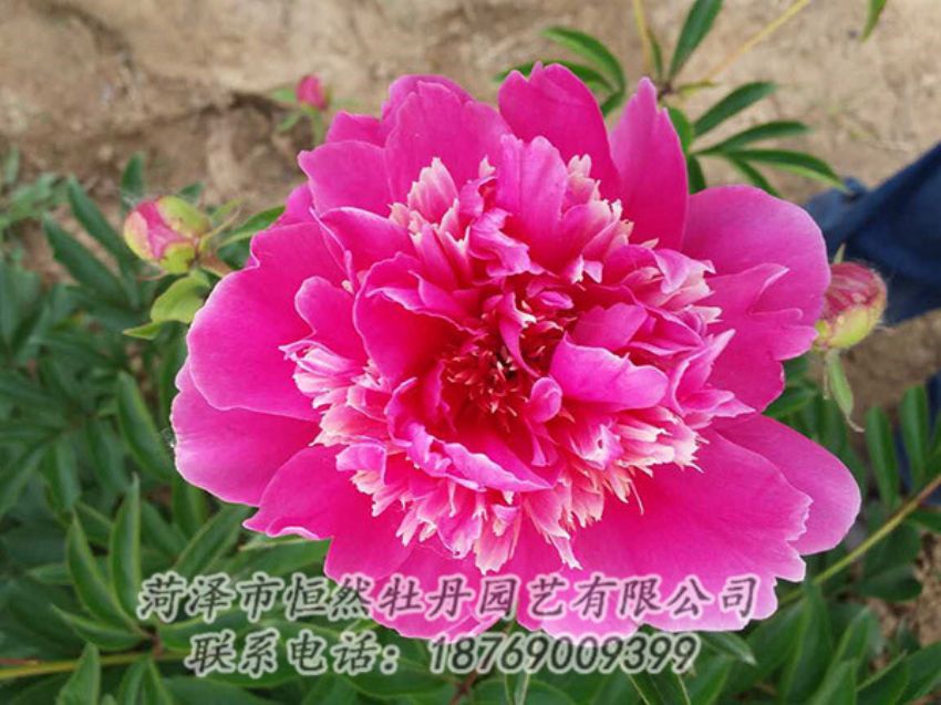 點(diǎn)擊查看詳細(xì)信息<br>標(biāo)題：紅色芍藥 閱讀次數(shù)：1244
