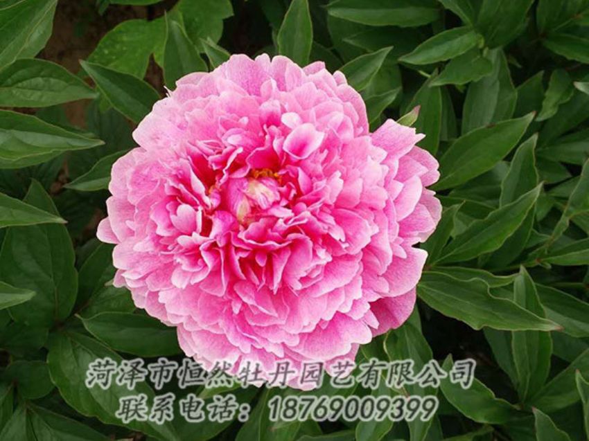 點(diǎn)擊查看詳細(xì)信息<br>標(biāo)題：紅色芍藥 閱讀次數(shù)：1248