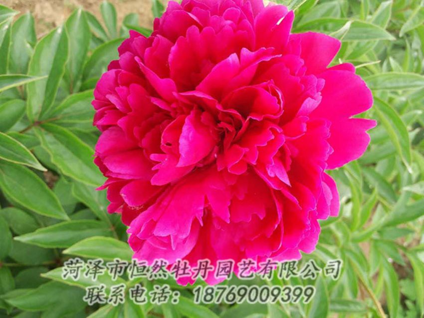 點(diǎn)擊查看詳細(xì)信息<br>標(biāo)題：紅色芍藥 閱讀次數(shù)：1293