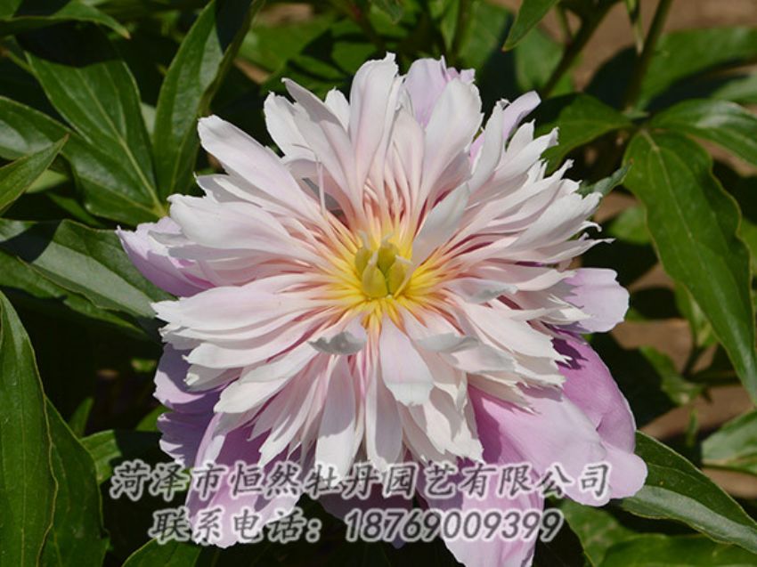點(diǎn)擊查看詳細(xì)信息<br>標(biāo)題：粉色芍藥 閱讀次數(shù)：1350