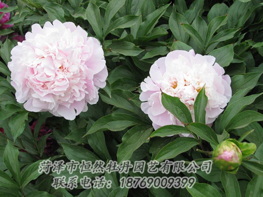 點(diǎn)擊查看詳細(xì)信息<br>標(biāo)題：粉色芍藥 閱讀次數(shù)：1244