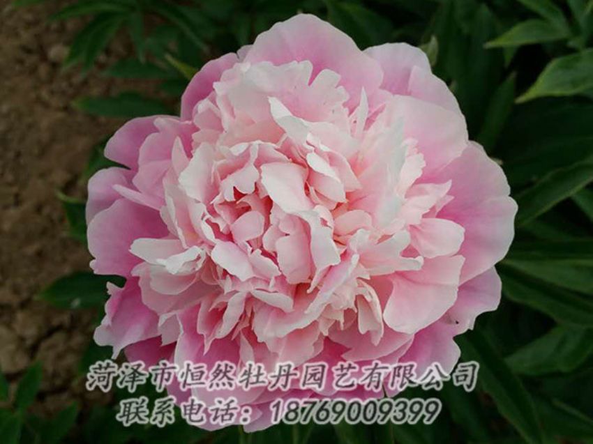 點(diǎn)擊查看詳細(xì)信息<br>標(biāo)題：粉色芍藥 閱讀次數(shù)：1466