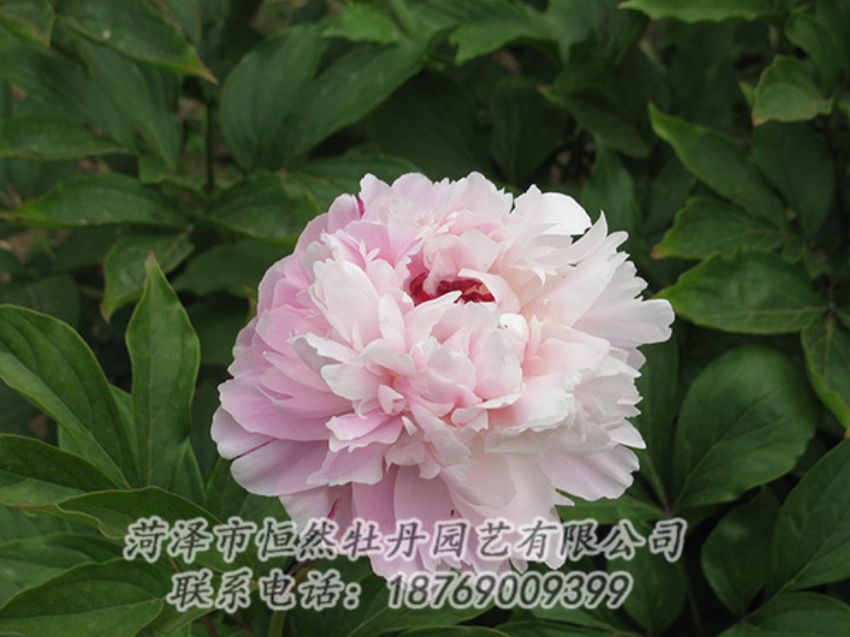 點(diǎn)擊查看詳細(xì)信息<br>標(biāo)題：粉色芍藥 閱讀次數(shù)：1190
