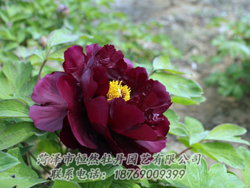 點擊查看詳細信息<br>標題：黑色牡丹 閱讀次數(shù)：1213