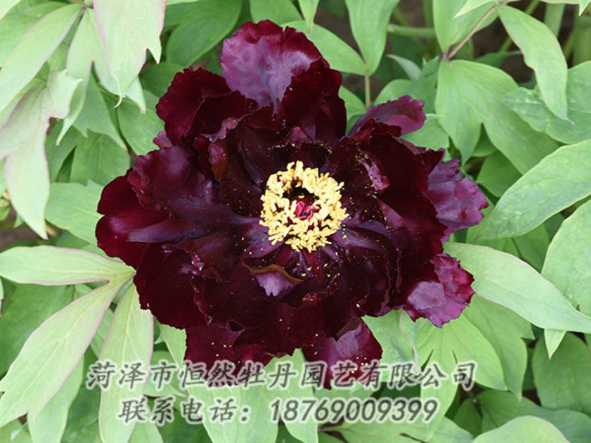 點擊查看詳細信息<br>標題：黑色牡丹 閱讀次數(shù)：1389
