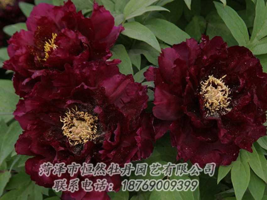 點擊查看詳細信息<br>標題：黑色牡丹 閱讀次數(shù)：1231