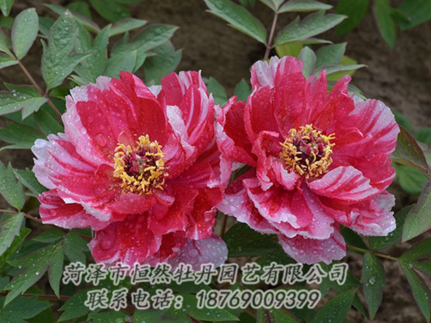 點擊查看詳細信息<br>標題：復色牡丹 閱讀次數(shù)：1283