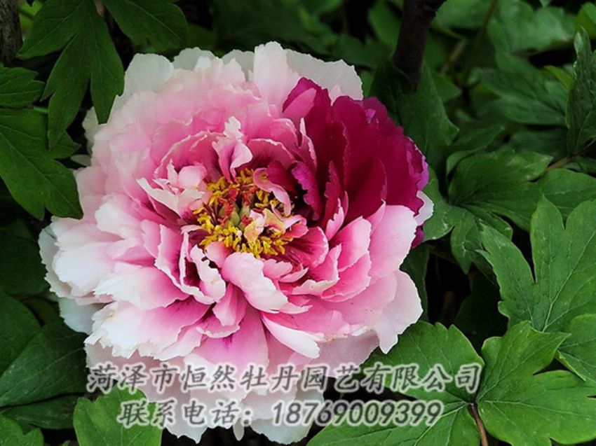 點擊查看詳細信息<br>標題：復色牡丹 閱讀次數(shù)：1304