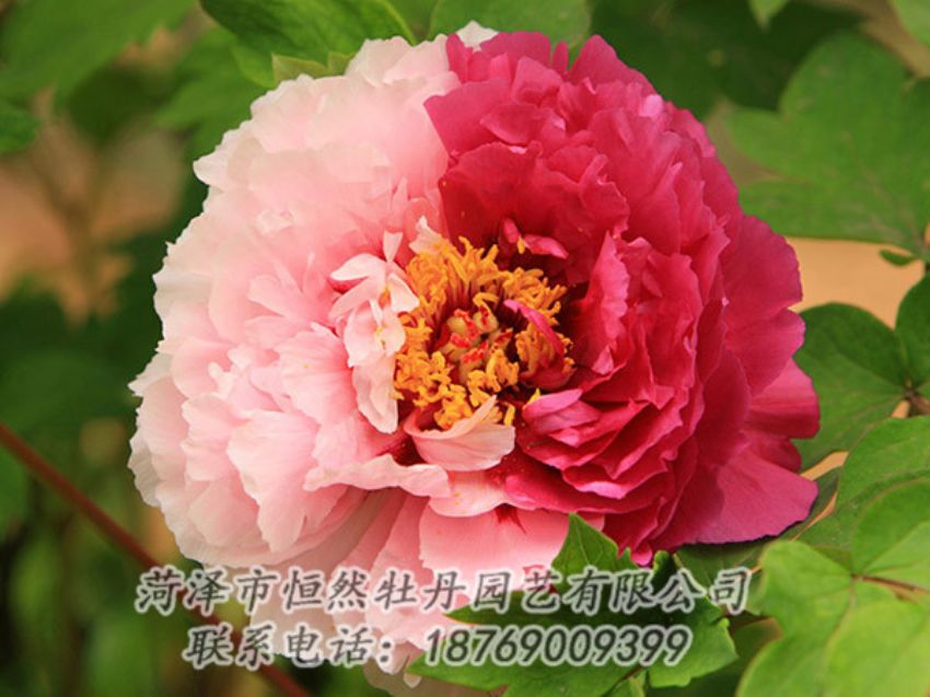 點擊查看詳細信息<br>標題：復色牡丹 閱讀次數(shù)：1371