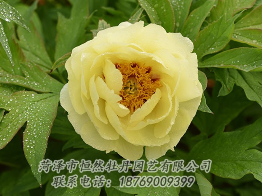 點(diǎn)擊查看詳細(xì)信息<br>標(biāo)題：黃色牡丹 閱讀次數(shù)：1191