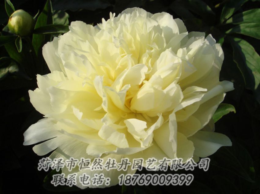 點(diǎn)擊查看詳細(xì)信息<br>標(biāo)題：黃色牡丹 閱讀次數(shù)：1151