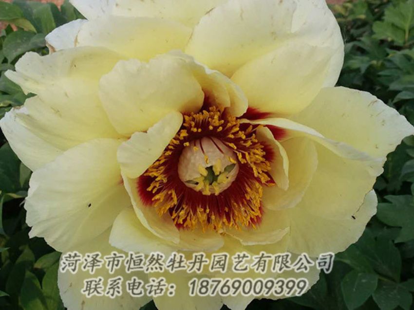 點(diǎn)擊查看詳細(xì)信息<br>標(biāo)題：黃色牡丹 閱讀次數(shù)：1242