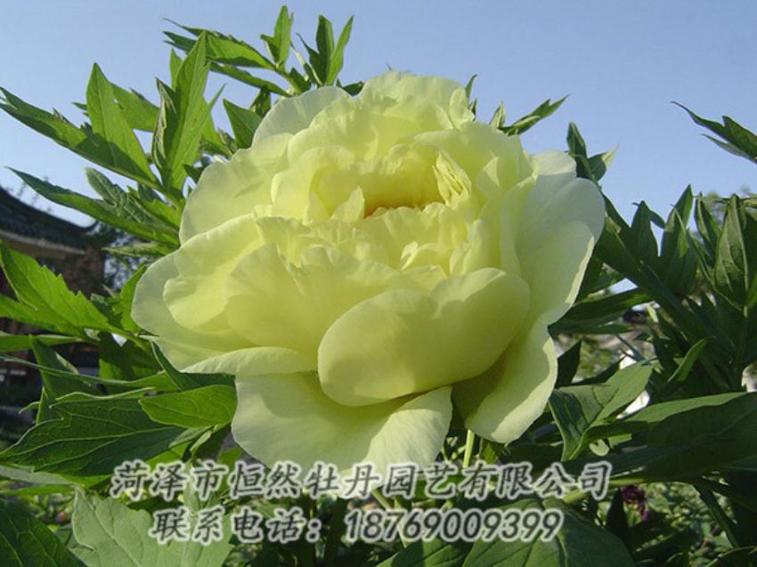 點(diǎn)擊查看詳細(xì)信息<br>標(biāo)題：黃色牡丹 閱讀次數(shù)：1198