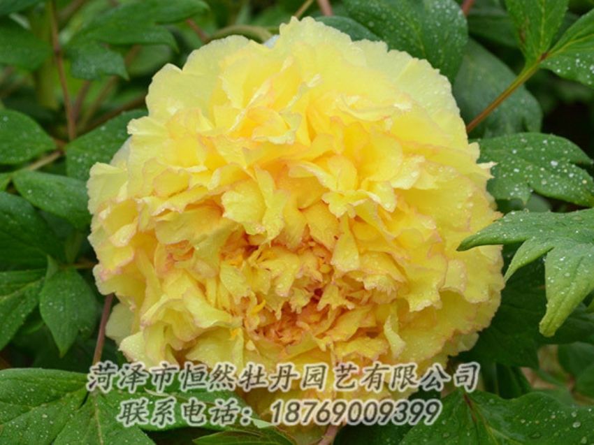 點(diǎn)擊查看詳細(xì)信息<br>標(biāo)題：黃色牡丹 閱讀次數(shù)：1226
