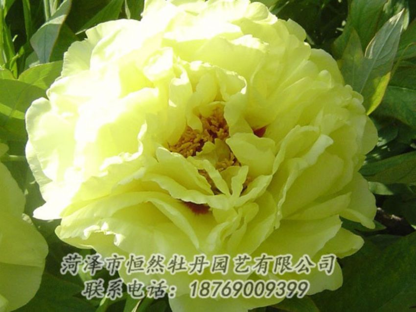 點(diǎn)擊查看詳細(xì)信息<br>標(biāo)題：黃色牡丹 閱讀次數(shù)：1199