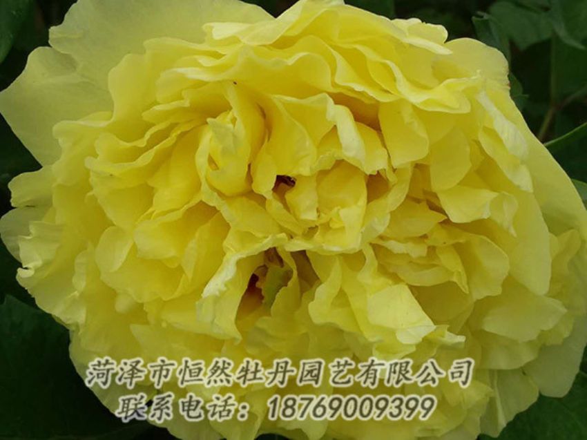 點(diǎn)擊查看詳細(xì)信息<br>標(biāo)題：黃色牡丹 閱讀次數(shù)：1137