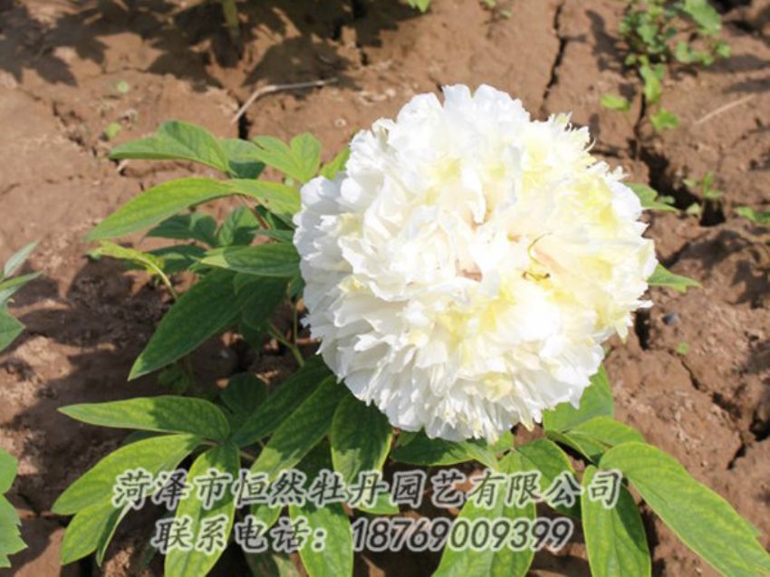 點擊查看詳細信息<br>標題：白色牡丹 閱讀次數(shù)：1260