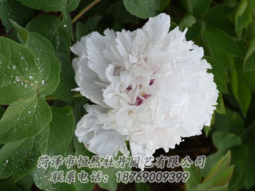 點擊查看詳細信息<br>標題：白色牡丹 閱讀次數(shù)：1226
