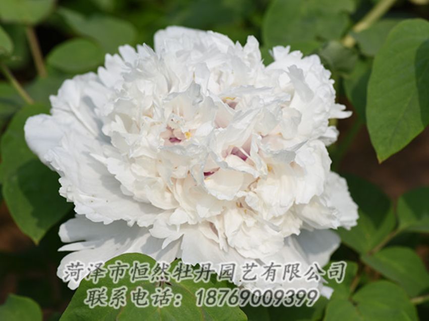 點擊查看詳細信息<br>標題：白色牡丹 閱讀次數(shù)：1265