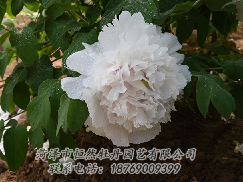 點擊查看詳細信息<br>標題：白色牡丹 閱讀次數(shù)：1200
