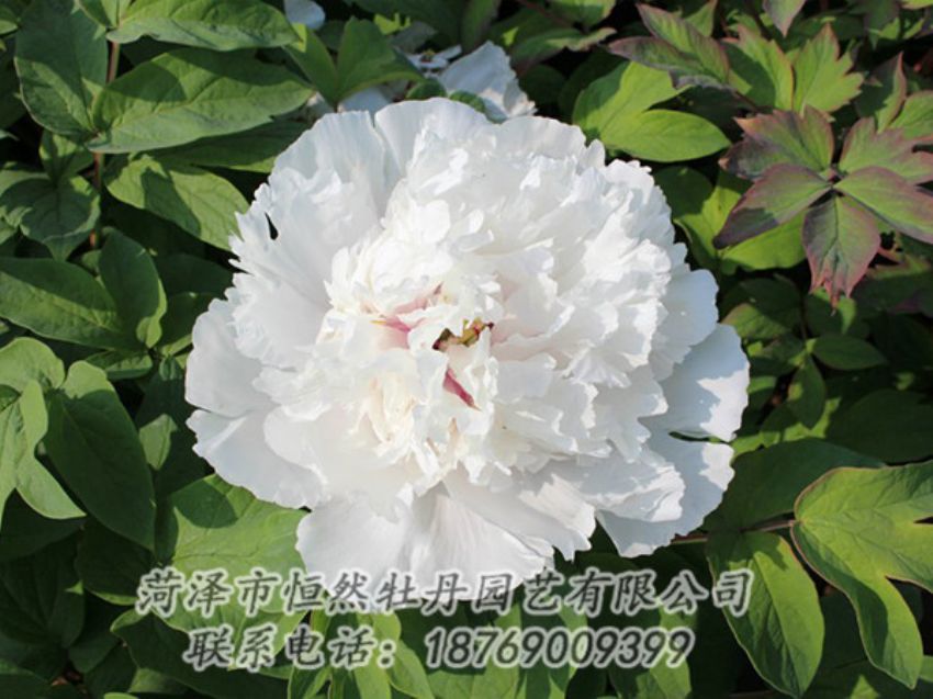 點擊查看詳細信息<br>標題：白色牡丹 閱讀次數(shù)：1356