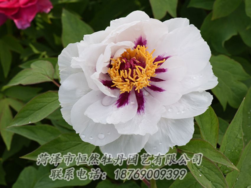 點擊查看詳細信息<br>標題：白色牡丹 閱讀次數(shù)：1259