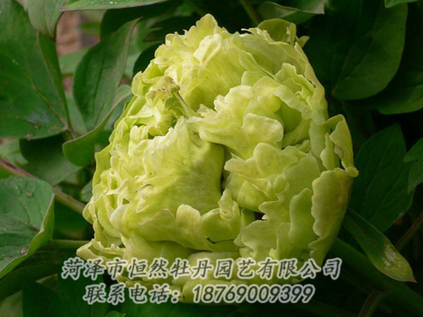 點(diǎn)擊查看詳細(xì)信息<br>標(biāo)題：綠色牡丹 閱讀次數(shù)：1303