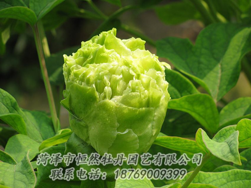 點(diǎn)擊查看詳細(xì)信息<br>標(biāo)題：綠色牡丹 閱讀次數(shù)：1340
