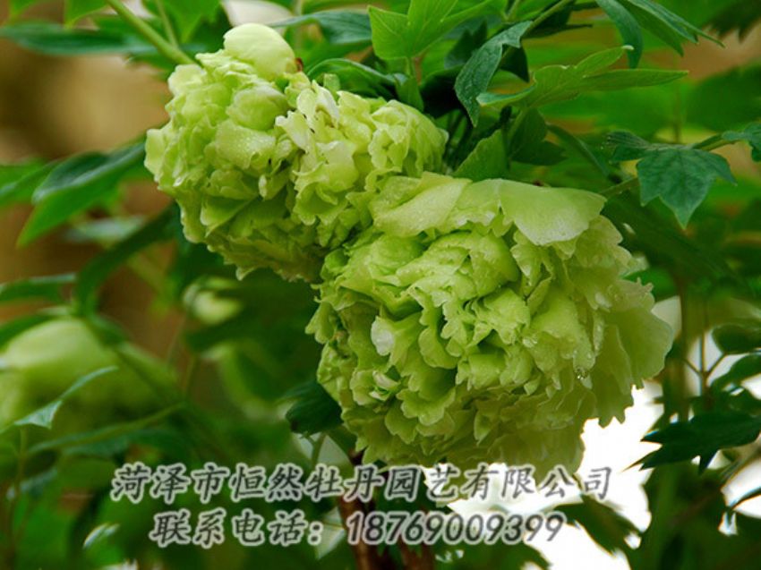 點(diǎn)擊查看詳細(xì)信息<br>標(biāo)題：綠色牡丹 閱讀次數(shù)：1317