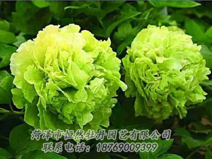 點(diǎn)擊查看詳細(xì)信息<br>標(biāo)題：綠色牡丹 閱讀次數(shù)：1420