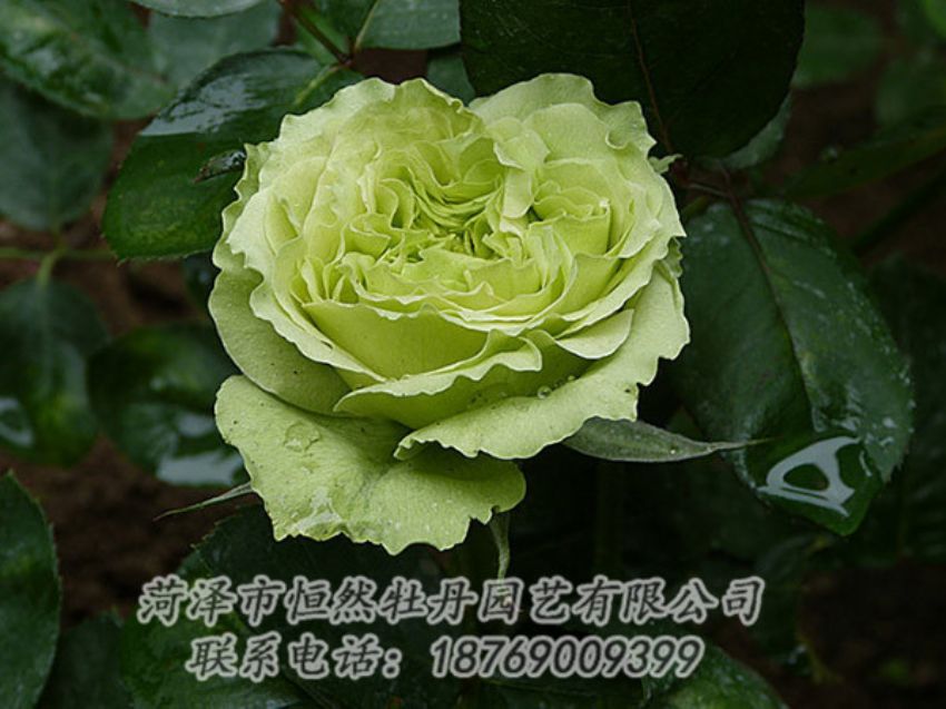 點(diǎn)擊查看詳細(xì)信息<br>標(biāo)題：綠色牡丹 閱讀次數(shù)：1347