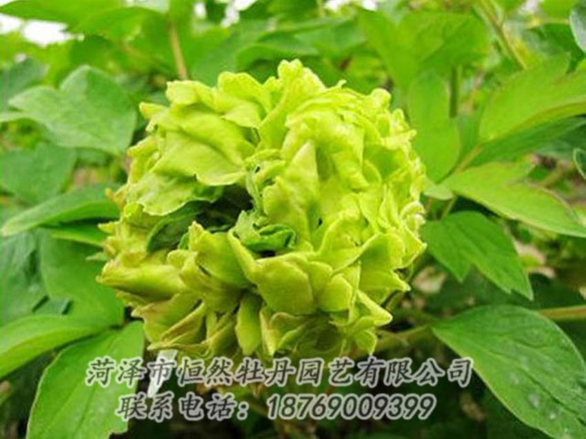 點(diǎn)擊查看詳細(xì)信息<br>標(biāo)題：綠色牡丹 閱讀次數(shù)：1344