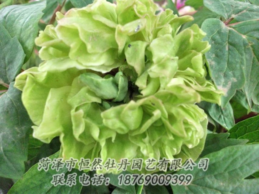 點(diǎn)擊查看詳細(xì)信息<br>標(biāo)題：綠色牡丹 閱讀次數(shù)：1437