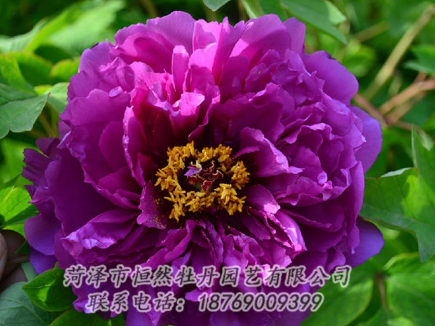 點(diǎn)擊查看詳細(xì)信息<br>標(biāo)題：紫色牡丹 閱讀次數(shù)：1517