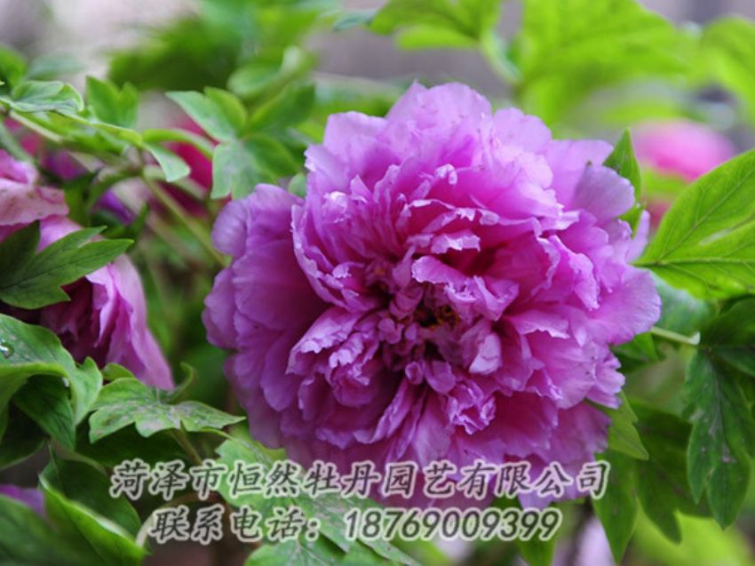 點(diǎn)擊查看詳細(xì)信息<br>標(biāo)題：紫色牡丹 閱讀次數(shù)：1469