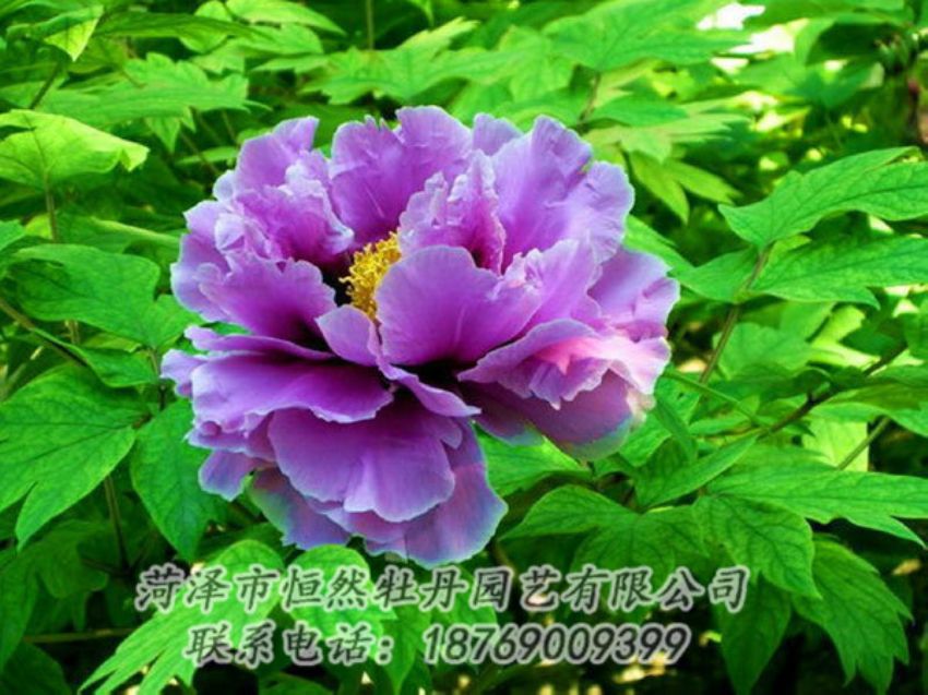 點(diǎn)擊查看詳細(xì)信息<br>標(biāo)題：紫色牡丹 閱讀次數(shù)：1405