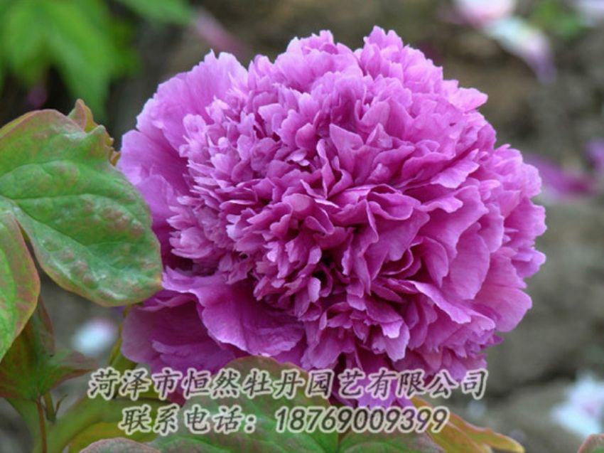 點(diǎn)擊查看詳細(xì)信息<br>標(biāo)題：紫色牡丹 閱讀次數(shù)：1869