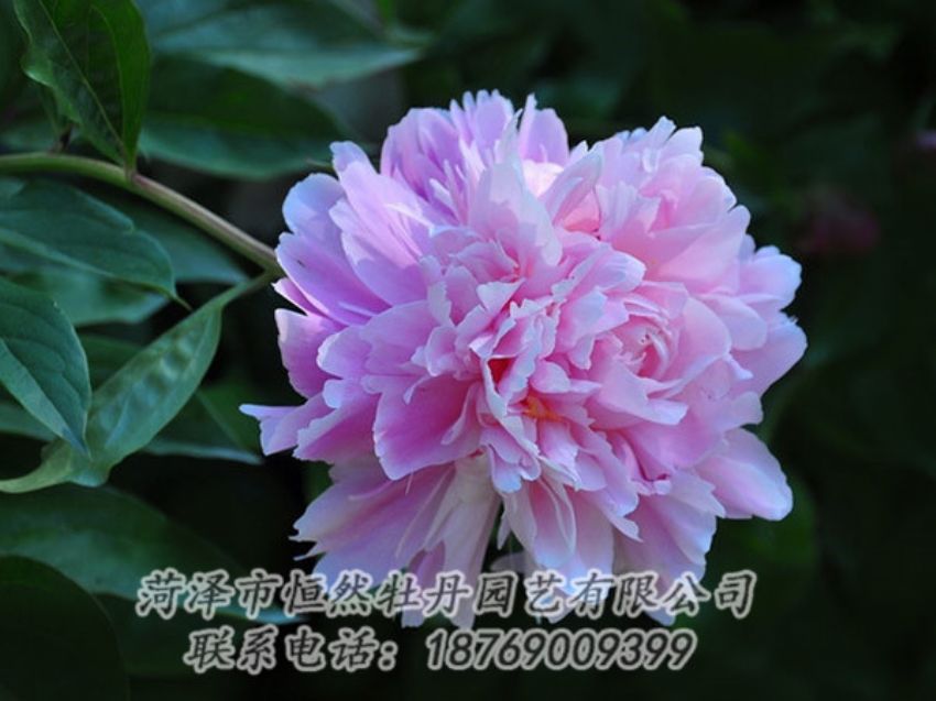 點(diǎn)擊查看詳細(xì)信息<br>標(biāo)題：紫色牡丹 閱讀次數(shù)：1887