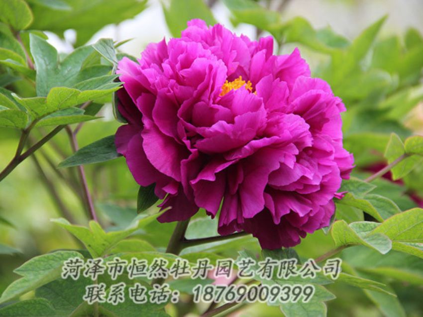 點(diǎn)擊查看詳細(xì)信息<br>標(biāo)題：紫色牡丹 閱讀次數(shù)：1952