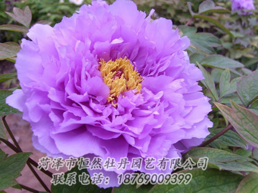 點(diǎn)擊查看詳細(xì)信息<br>標(biāo)題：紫色牡丹 閱讀次數(shù)：1964
