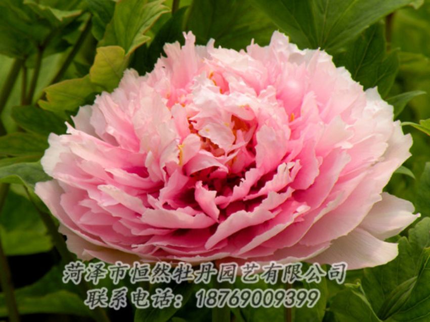 點(diǎn)擊查看詳細(xì)信息<br>標(biāo)題：粉色牡丹 閱讀次數(shù)：2060