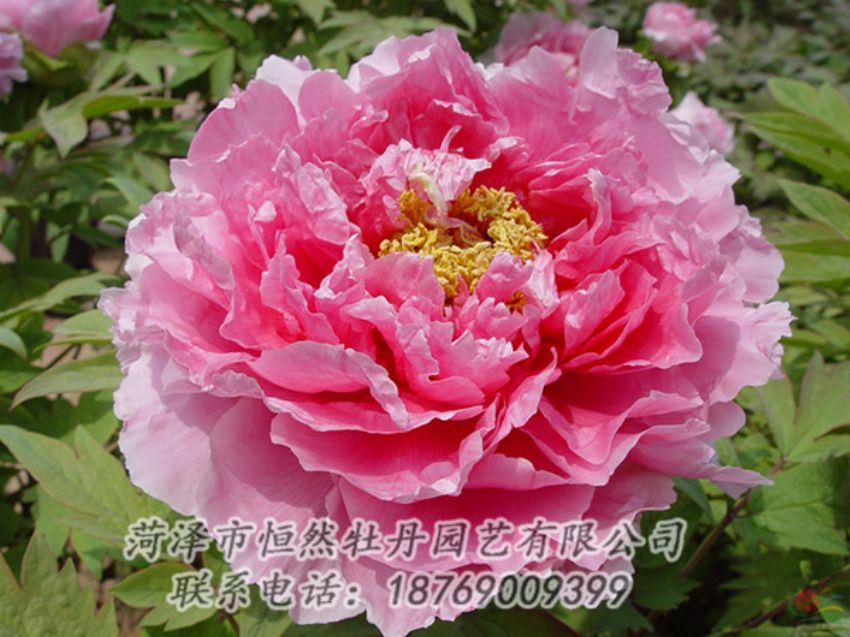 點(diǎn)擊查看詳細(xì)信息<br>標(biāo)題：粉色牡丹 閱讀次數(shù)：2025