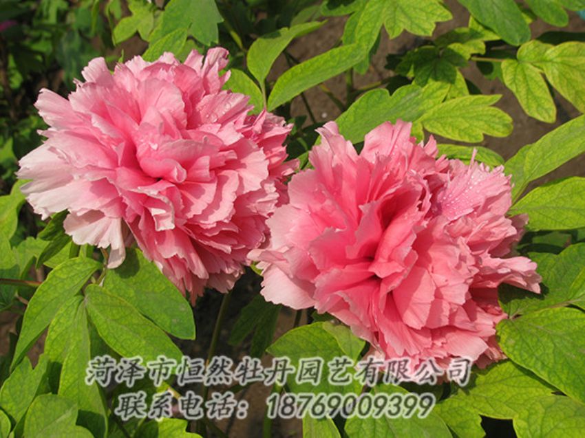 點擊查看詳細信息<br>標(biāo)題：粉色牡丹 閱讀次數(shù)：1892