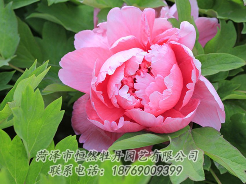 點擊查看詳細信息<br>標(biāo)題：粉色牡丹 閱讀次數(shù)：1859