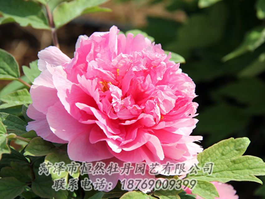點擊查看詳細信息<br>標(biāo)題：粉色牡丹 閱讀次數(shù)：1889