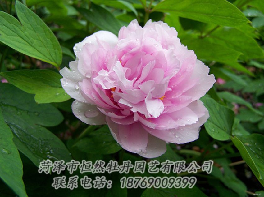 點擊查看詳細信息<br>標(biāo)題：粉色牡丹 閱讀次數(shù)：2016