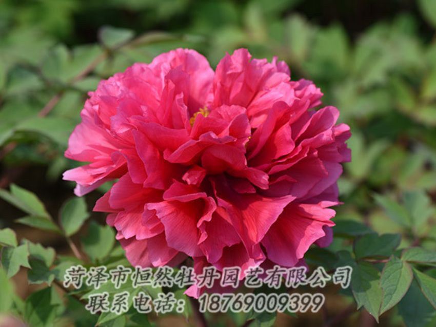 點(diǎn)擊查看詳細(xì)信息<br>標(biāo)題：紅色牡丹 閱讀次數(shù)：1998