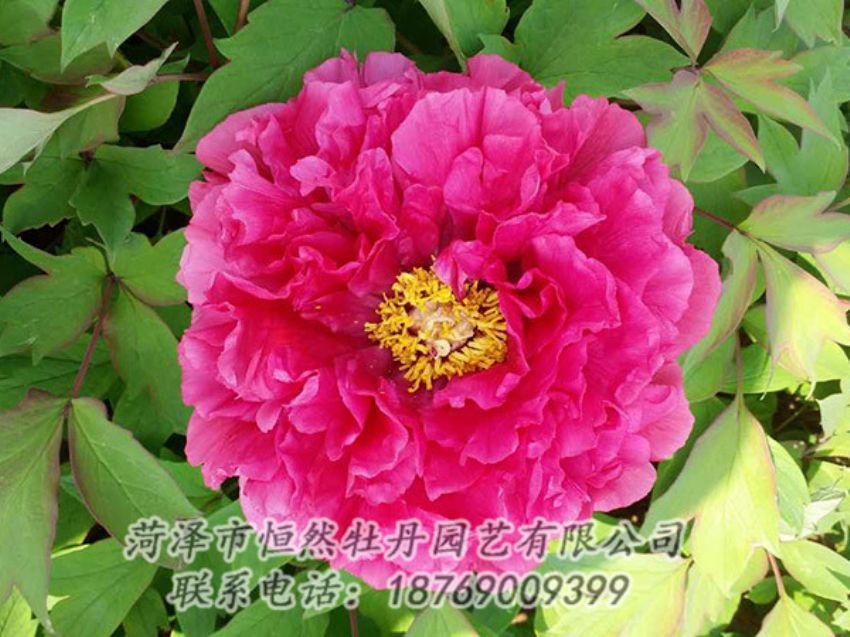 點(diǎn)擊查看詳細(xì)信息<br>標(biāo)題：紅色牡丹 閱讀次數(shù)：2111