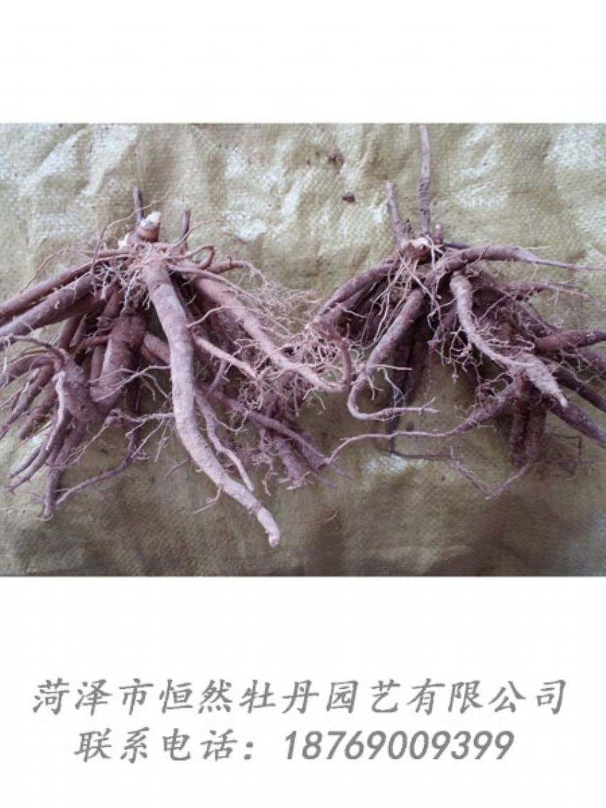 點(diǎn)擊查看詳細(xì)信息<br>標(biāo)題：二年芍藥苗 閱讀次數(shù)：2102